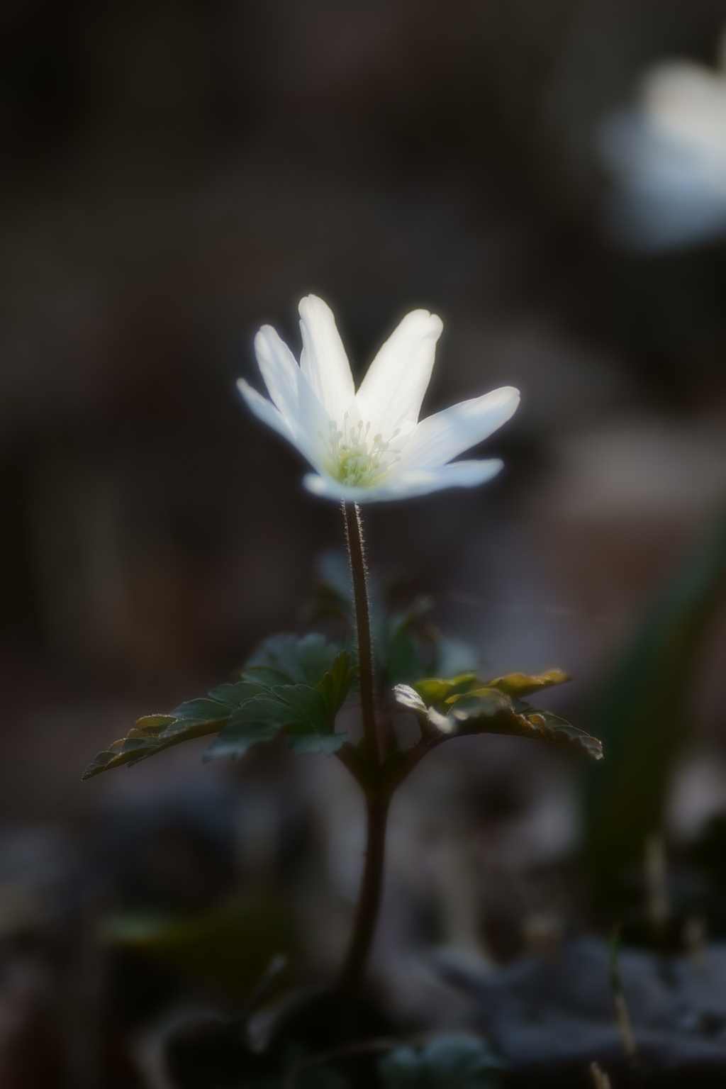 菊咲一華（キクザキイチゲ）