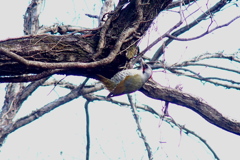 Japanese Green Woodpecker