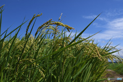 もうすぐ新米！