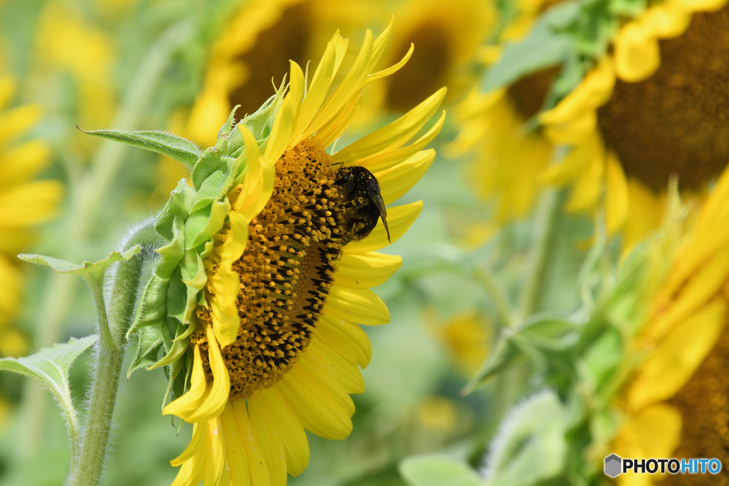 マルハナバチ？