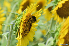 マルハナバチ？