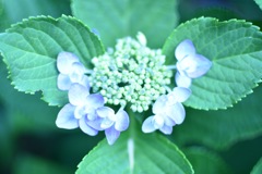 紫陽花