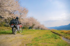福岡県桑野の桜道