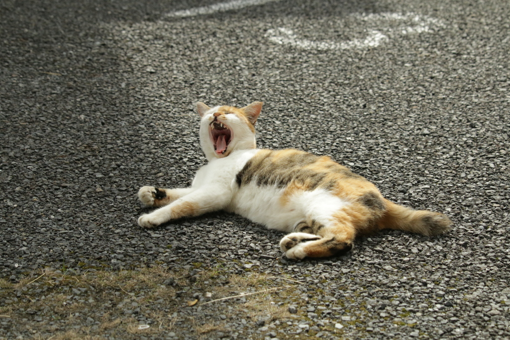 のらねこ