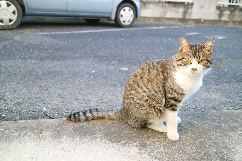 のらねこ