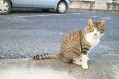 のらねこ