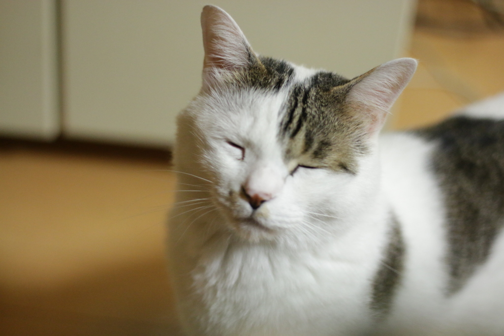 ねこ