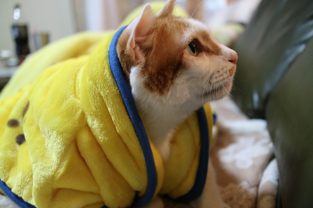 ねこ