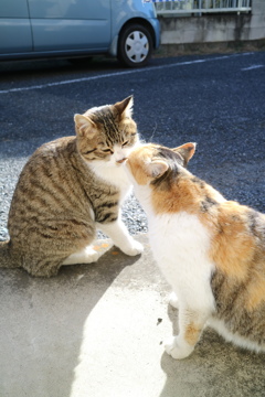 のらねこ