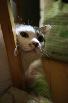 ねこ