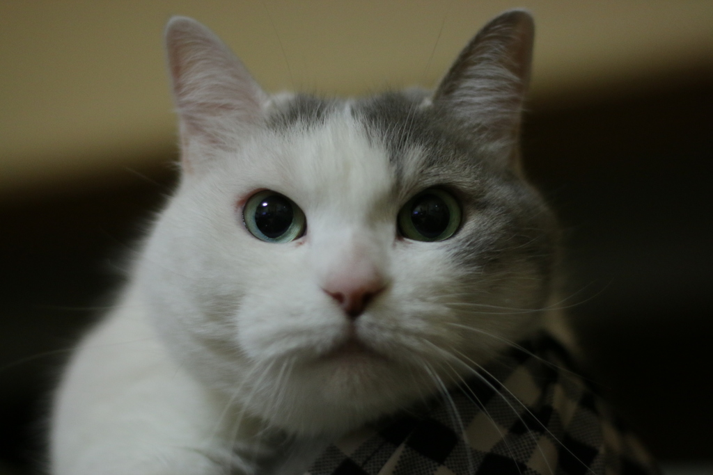 ねこ