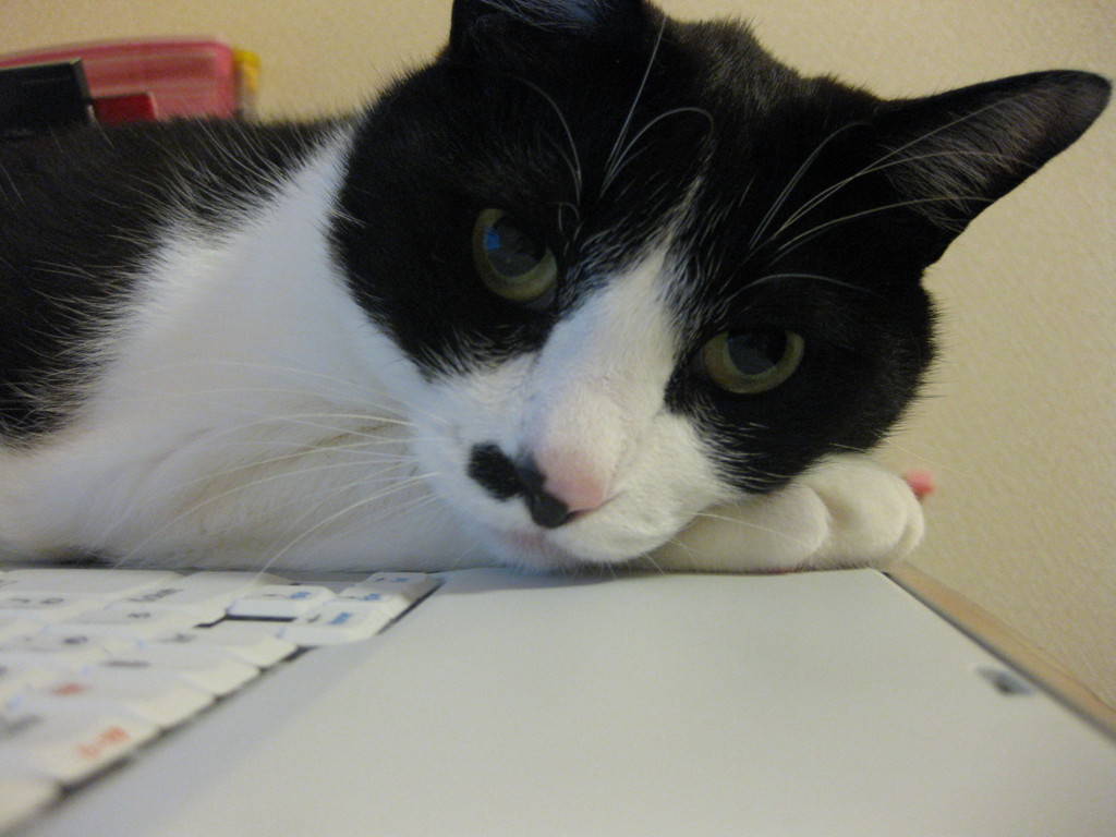 ねこ
