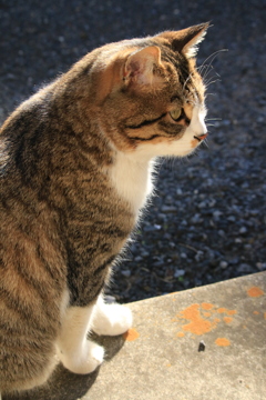 のらねこ