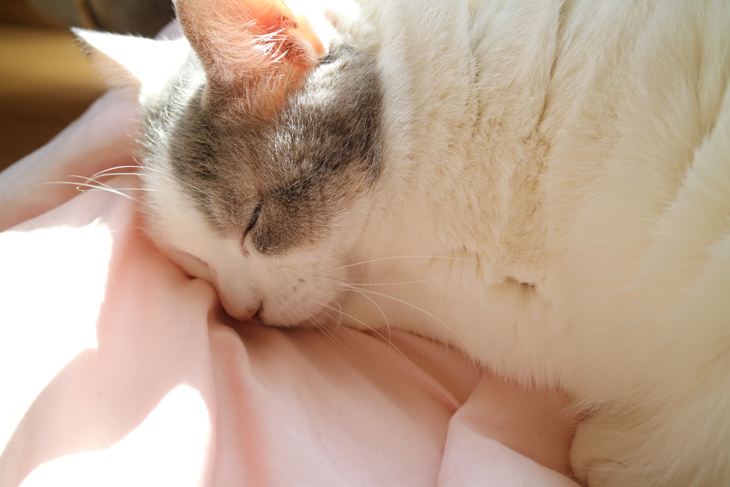 ねこ
