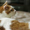 ねこ