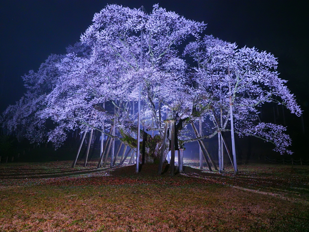 薄墨桜4