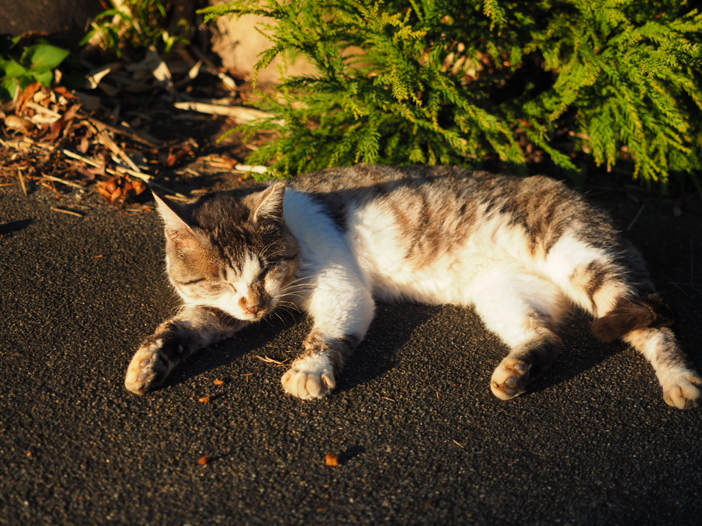 昼寝猫