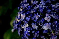 夜の紫陽花