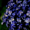 夜の紫陽花