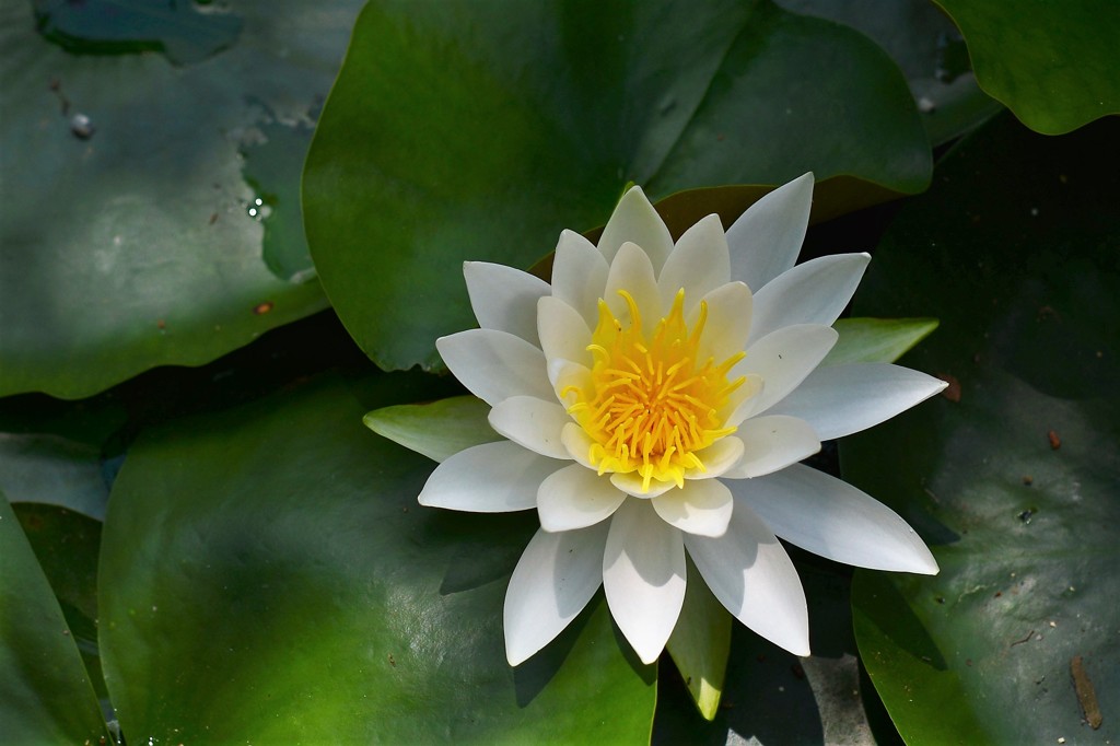 ヒツジ草（睡蓮）