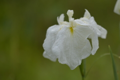 花菖蒲