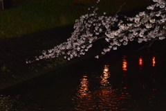 春の夜桜