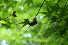 夏の終わり