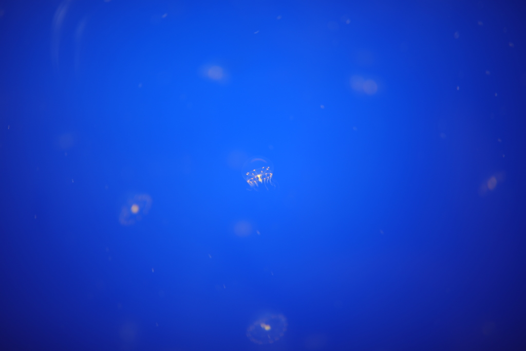 6174648256_287A2043