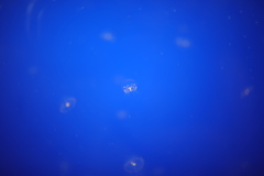 6174648256_287A2043
