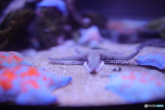 ヒトデ
