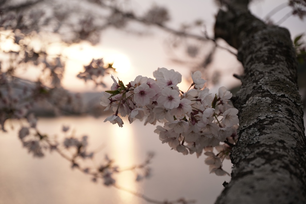 夕桜