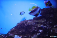 お魚さん