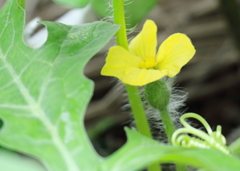 スイカの芽生え