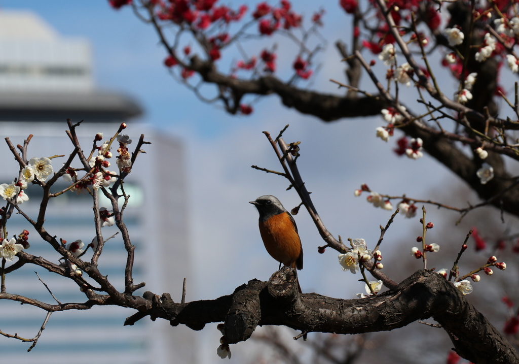 春を待つ