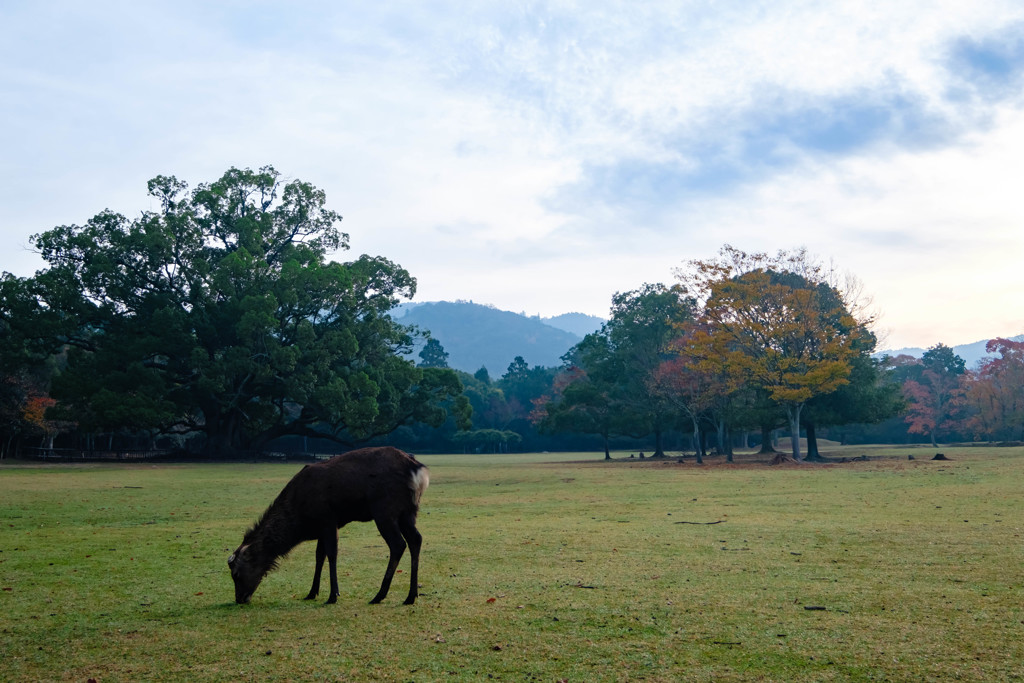 秋の奈良公園6