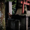 伏見稲荷 #18