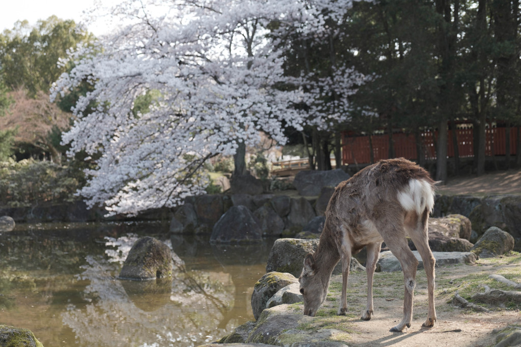 春の奈良公園 #6
