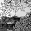 春の奈良公園 #9