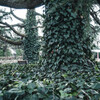 京都府植物園 ＃5