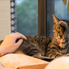 猫カフェの癒し