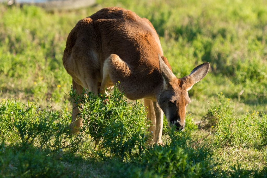 カンガルーは目の前に