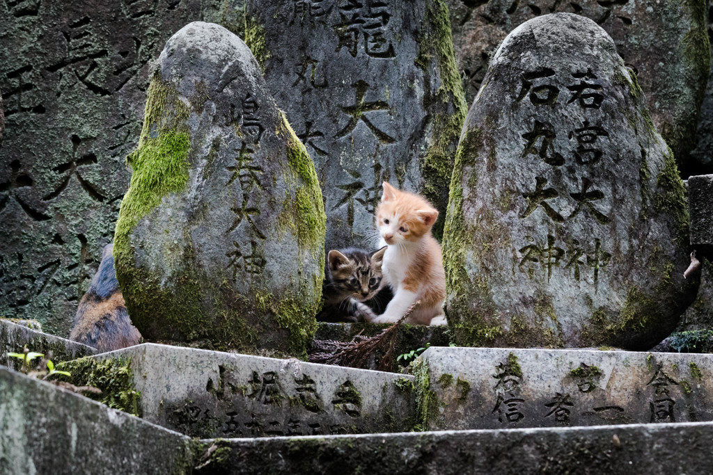 子猫たち