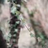 京都府植物園 ＃１