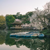浮見堂と桜3