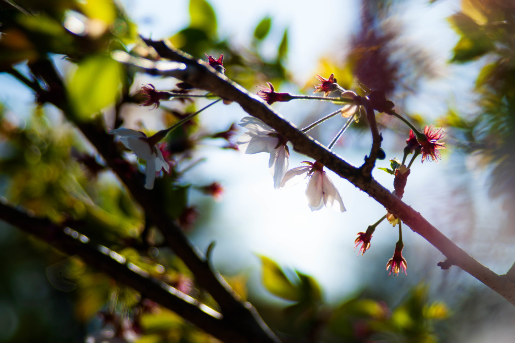 塔の島 桜