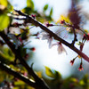 塔の島 桜