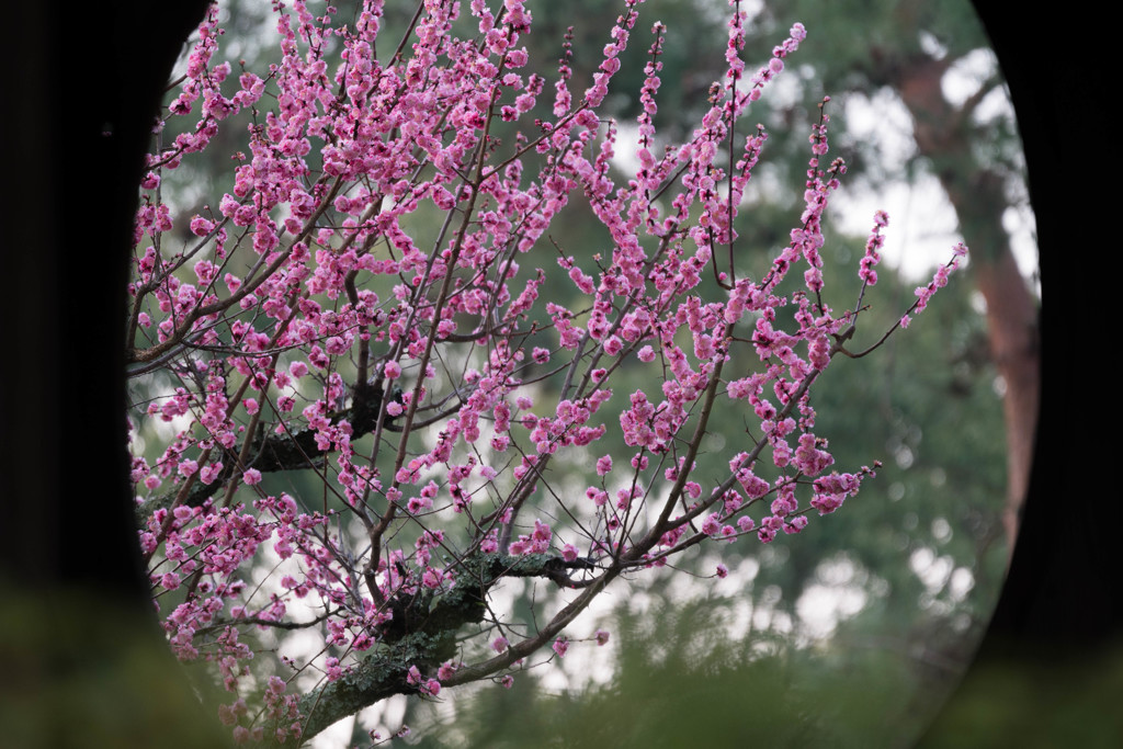 奈良公園 梅