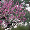 奈良公園 梅