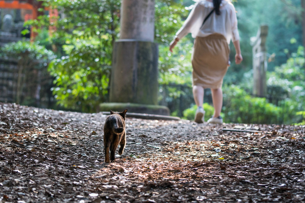 猫に連れられて