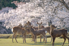 春の奈良公園 #5